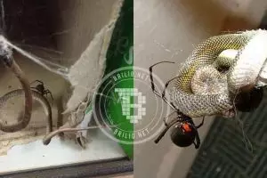 Laba-laba lebih mematikan ketimbang ular? 10 foto ini buktinya! 