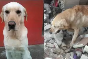 Kisah Dayko, anjing selamatkan 7 nyawa orang tapi berakhir tragis