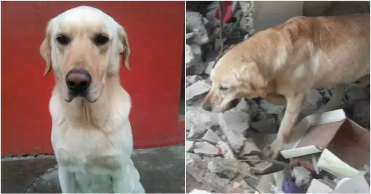 Kisah Dayko, anjing selamatkan 7 nyawa orang tapi berakhir tragis