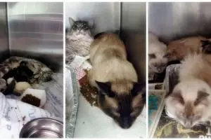 Tak berikan tempat layak buat hewan,  dua wanita ini dipidanakan, duh!