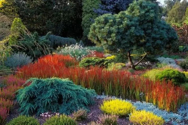 10 Kreasi rumput jepang ini bisa bikin kebunmu makin indah, coba deh!