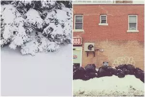 Yakin matamu sehat? Coba temukan anjing di 10 foto ini