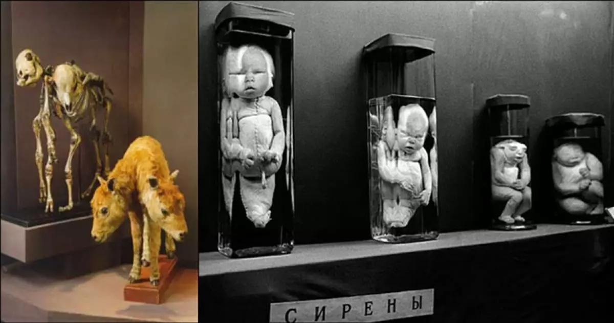 7 Museum ini unik banget, nomor 2 koleksinya bikin bulu kuduk berdiri!