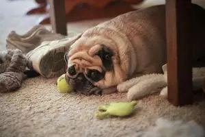 11 Ekspresi anjing ketika berbuat salah, bikin ikutan haru ya!