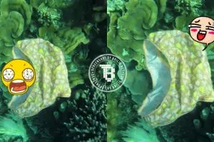 Barang pribadi wanita ini rusak keindahan terumbu karang Karimun Jawa