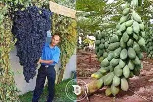 Kamu nggak akan percaya kalau lihat 10 pohon ini, bikin pengen panen! 