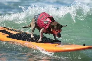 15 Gaya lucu hewan nikmati suasana pantai, berjemur ala-ala seleb!