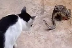 Tarung sama kucing, ular ini dimakan hidup-hidup oleh kodok