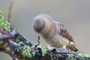 20 Foto burung hantu terbaik sepanjang masa, bikin melongo!