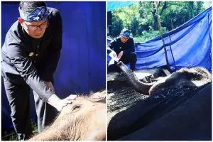 Ridwan Kamil ungkap kondisi Kebun Binatang Bandung, bikin miris! 