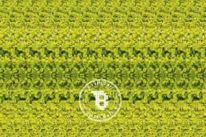 Kamu hebat jika temukan jerapah di gambar ini, kebanyakan orang nyerah