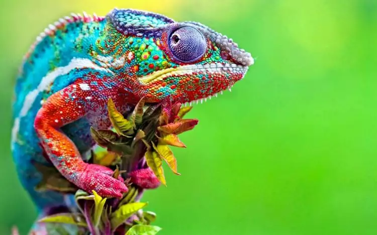 Nggak cuma rainbow cake, 10 hewan ini juga berwarna bak pelangi, lho!