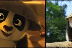Tak hanya di film, ternyata Po 'Kungfu Panda' ada di dunia nyata