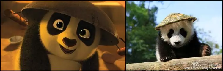 Tak hanya di film, ternyata Po 'Kungfu Panda' ada di dunia nyata
