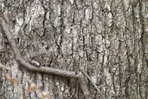 Matamu super tajam jika bisa menemukan hewan di 13 foto ini