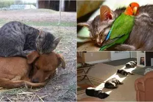 21 Foto kelakuan hewan kedinginan ini dijamin bikin kamu gemas!