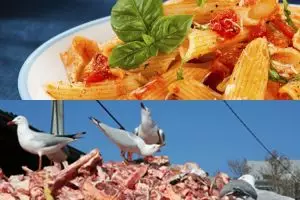 10 Makanan burung yang nggak biasa, dari selai sampai pasta lho