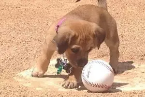 Kenalin Daisy, anjing lucu yang jadi pegawai stadion baseball