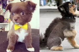 Ini jadinya jika 14 hewan masuk salon, nggak kalah hits dari tuannya! 