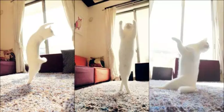 8 Foto aksi kucing asal Jepang menari balet bikin gemes, miaaw! 