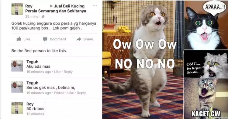 Percakapan pria ingin beli kucing Persia  Rp 50.000 ini kocak banget