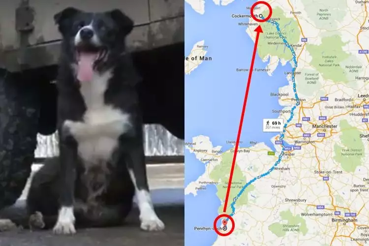 Pero, kisah anjing tempuh 3.000 km cuma untuk kembali ke pemiliknya