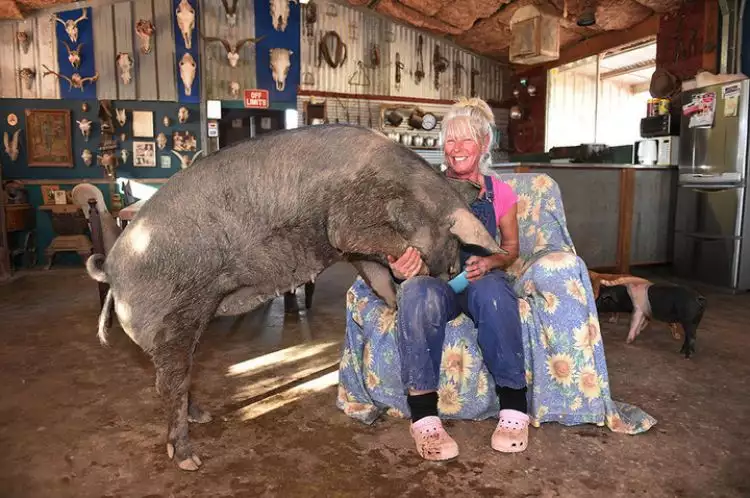 Gila, wanita ini 15 tahun tinggal sama 50 ekor babi!