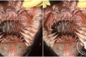 Makhluk ini punya ratusan gigi seruncing pedang, 'monster' apa ini?