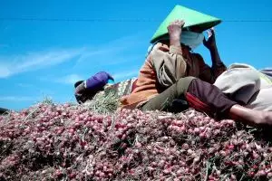 Mirisnya nasib petani ini, jual 1 ton bawang merah cuma untung Rp 200!