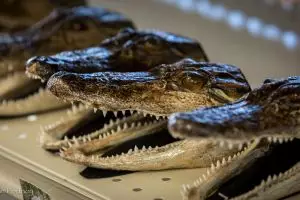 8 Oleh-oleh paling unik dari berbagai negara, ada kepala buaya asli!