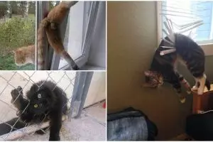 15 Foto kucing ketiban sial ini bikin kamu pengen ketawa tapi kasihan