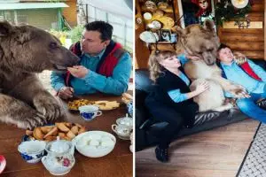 Pasangan suami istri ini adopsi beruang, ngeri atau lucu ya?