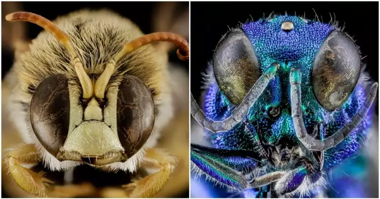 20 Foto kepala serangga ini bikin berdecak kagum, bukan editan lho!