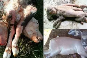 Di desa ini ada kambing berkepala 2 & babi berkaki 8, kenapa ya?