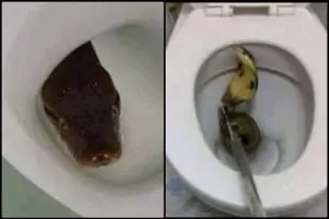 16 Foto ular menyelinap masuk lubang kloset ini bikin ngeri & was-was!