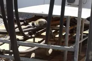 Gara-gara seekor monyet, Kenya gelap total selama 4 jam, duh!