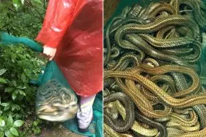 Wanita ini lepaskan 900 ekor ular, warga ngamuk