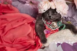 Ini Pitzush, si kucing sosialita yang hits di Instagram!