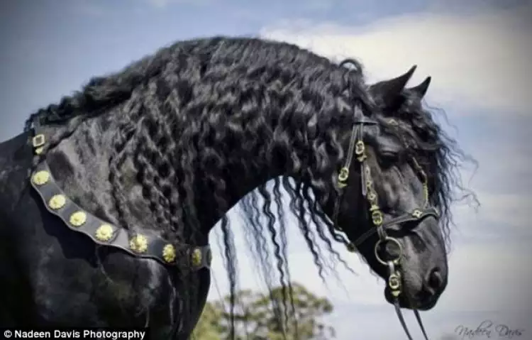 Kuda berambut keriting ini diklaim lebih ganteng dari kuda Frederick