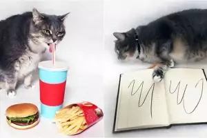 10 Pose kucing ala stiker Facebook, lucu banget ya!