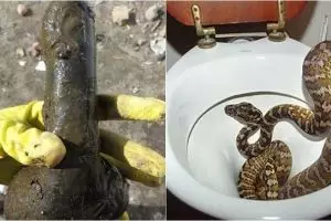 10 Benda aneh yang ditemukan di toilet ini bikin melongo 