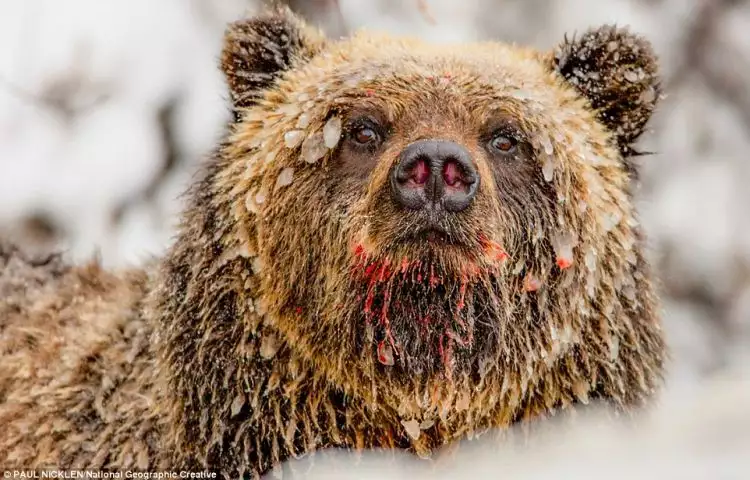 8 Foto ini buktikan kalau beruang adalah predator yang tangguh