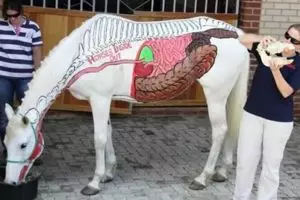 9 Hewan ini tubuhnya dijadikan karya seni, ada yang ditato! 