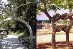 10 Bentuk pohon ini sepertinya mustahil tapi nyata, kok bisa ya? 