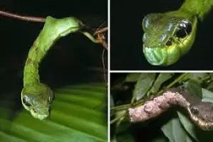 Ulat ini sering disangka ular, menyeramkan!