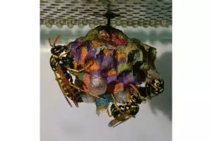 7 Foto indahnya rumah 'pelangi' tawon, jangan mendekat awas disengat!