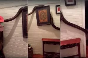 Phyton raksasa masuk rumah, wanita ini kaget bukan kepalang 