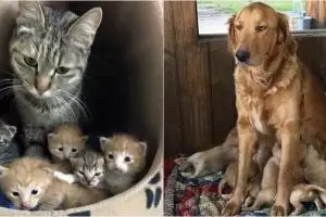 17 Foto perjuangan hewan mengasuh bayinya ini bikin haru