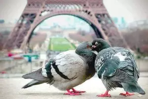 12 Foto sepasang burung ini romantis banget, jomblo dilarang iri! 
