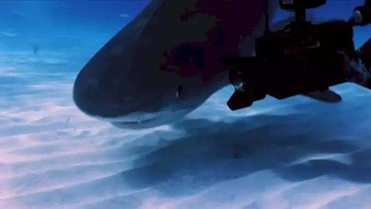 12 Foto ini bukti hiu predator terkuat dan menyeramkan di laut!